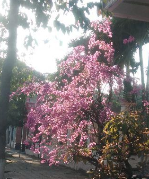 Bougainvillea in An Khe